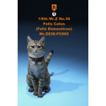 Chat domestique Felis Catus (Beige)