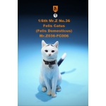 Chat domestique Felis Catus (Blanc)