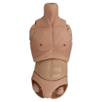 Caucasian Male Bust and Hips